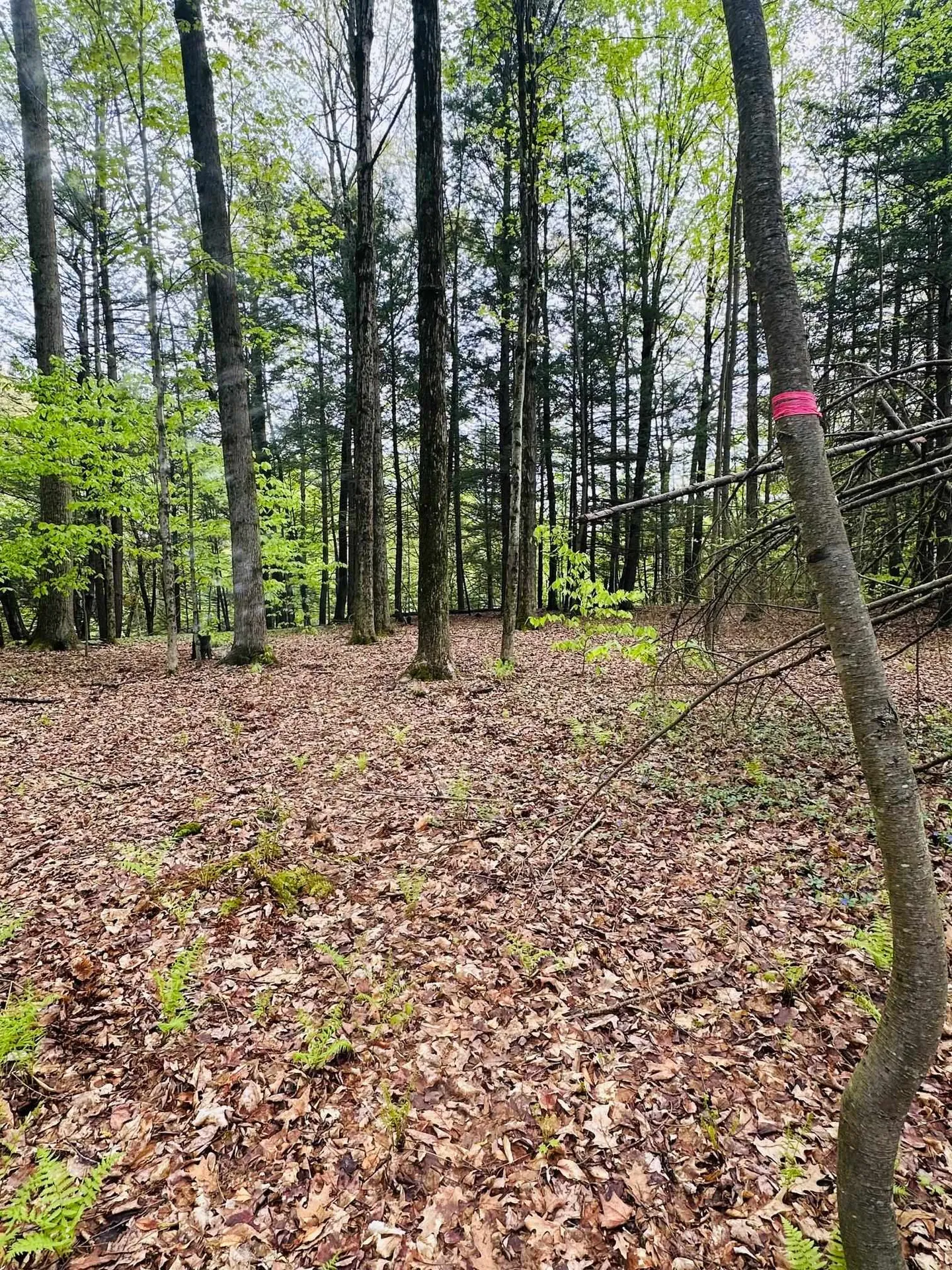 41 Old Depot Road Putney VT 05346