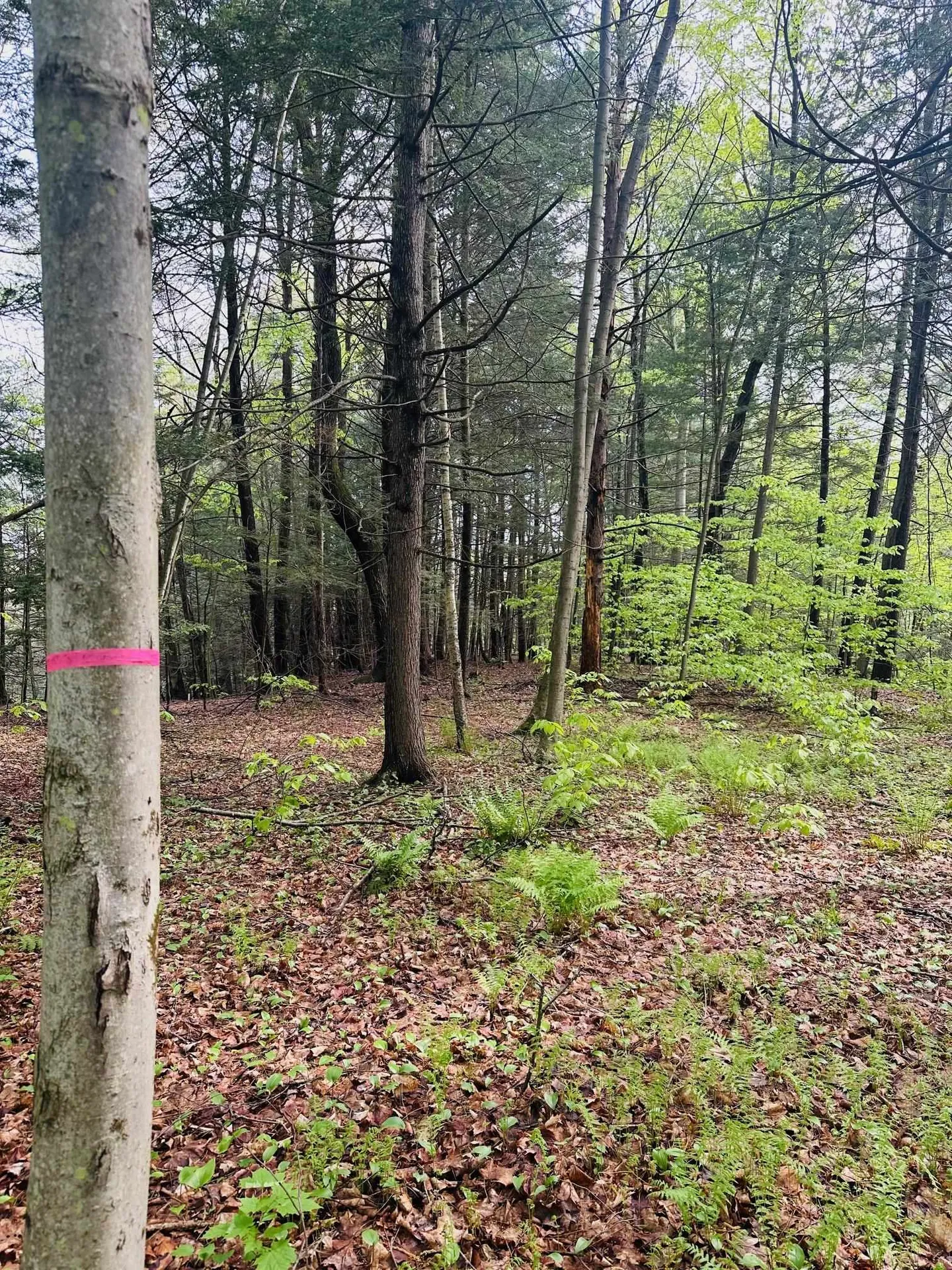 41 Old Depot Road Putney VT 05346