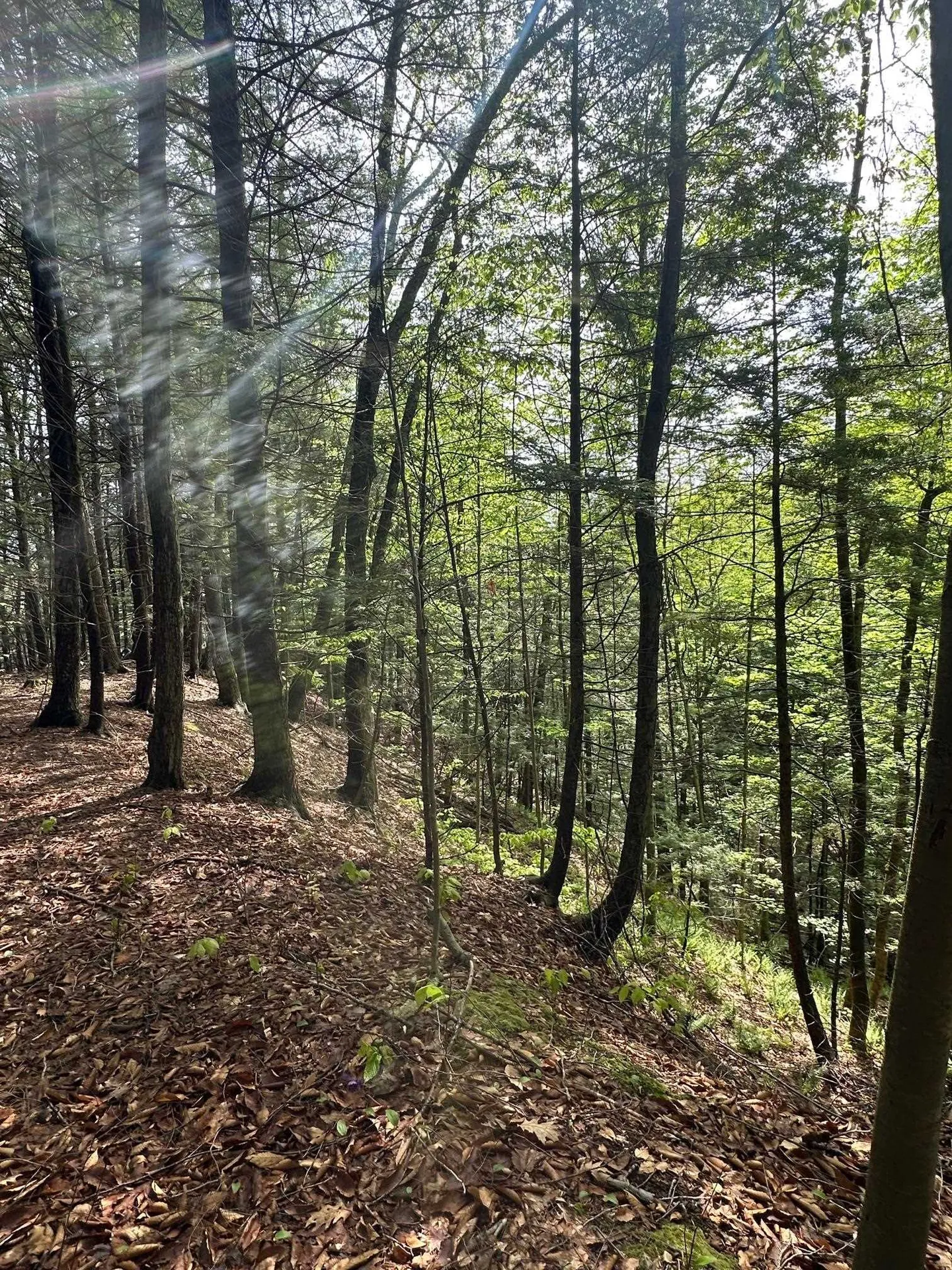 41 Old Depot Road Putney VT 05346