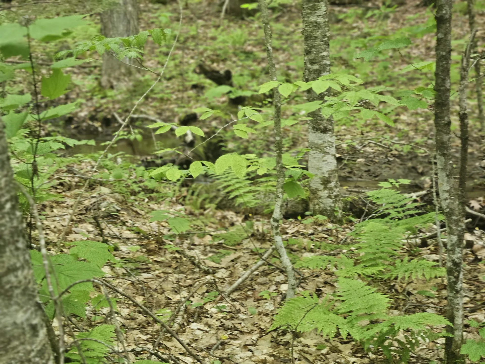 15-4-15 Beaver Brook Road Campton NH 03223