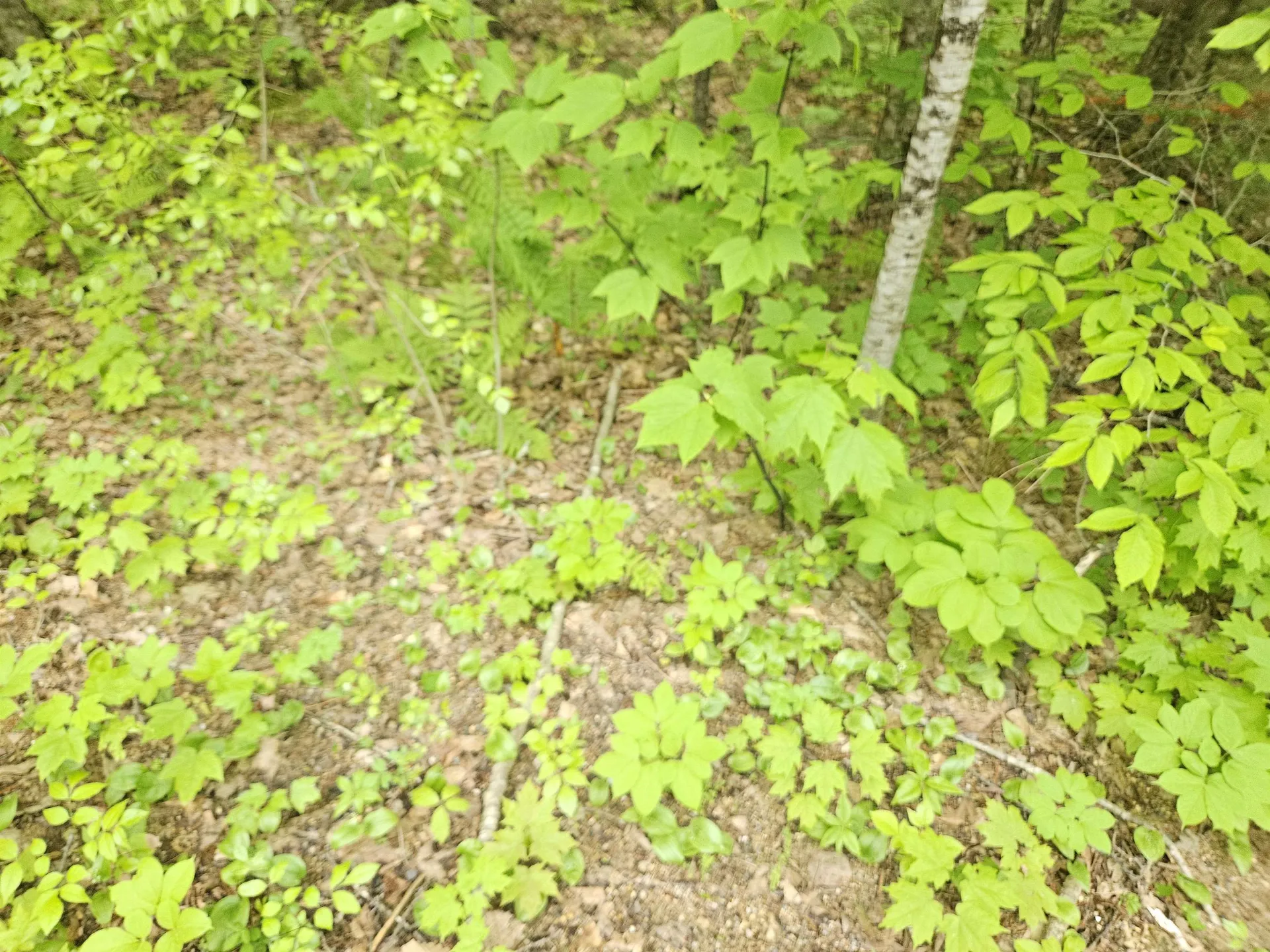 15-4-15 Beaver Brook Road Campton NH 03223