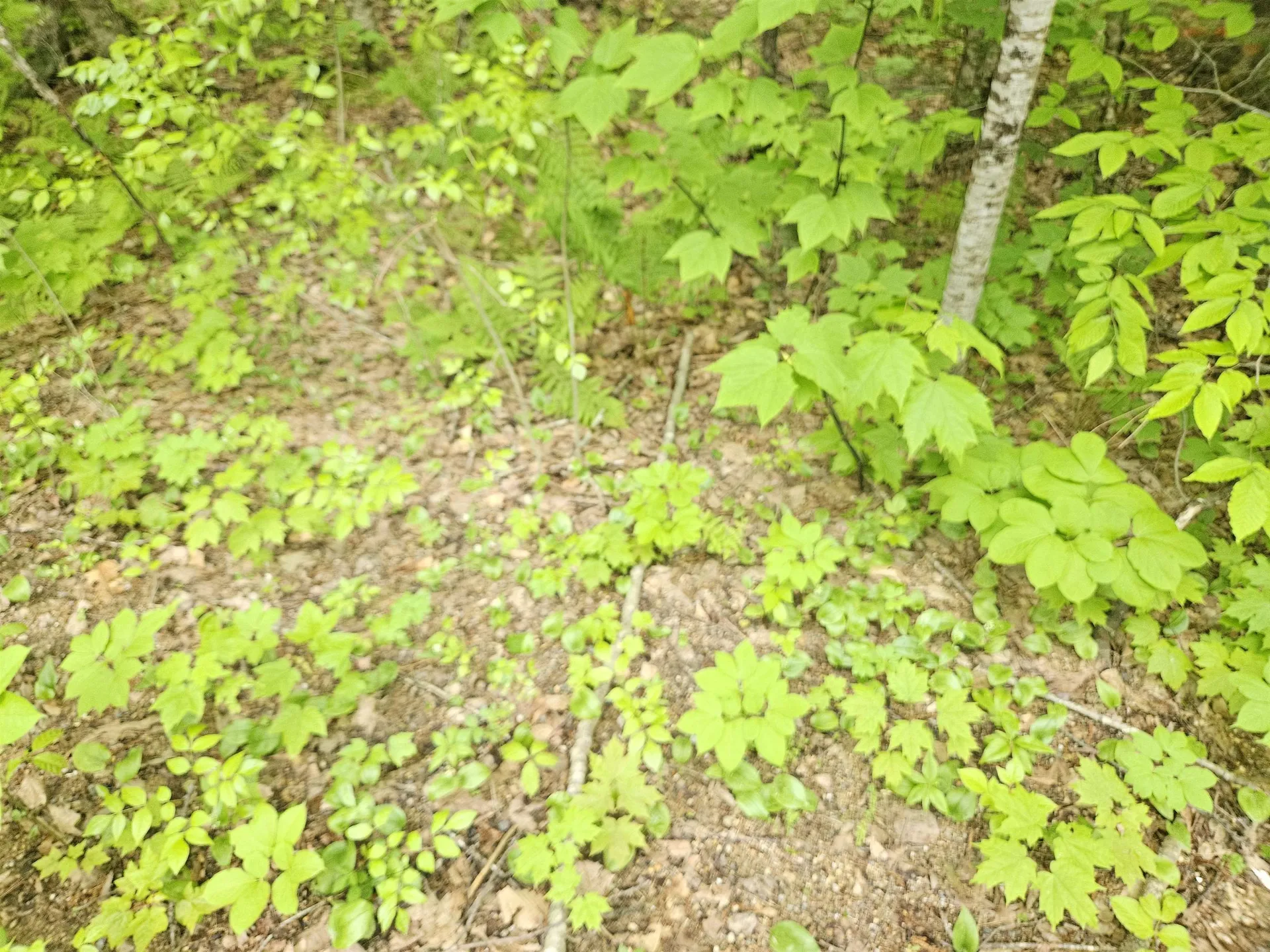 15-4-15 Beaver Brook Road Campton NH 03223