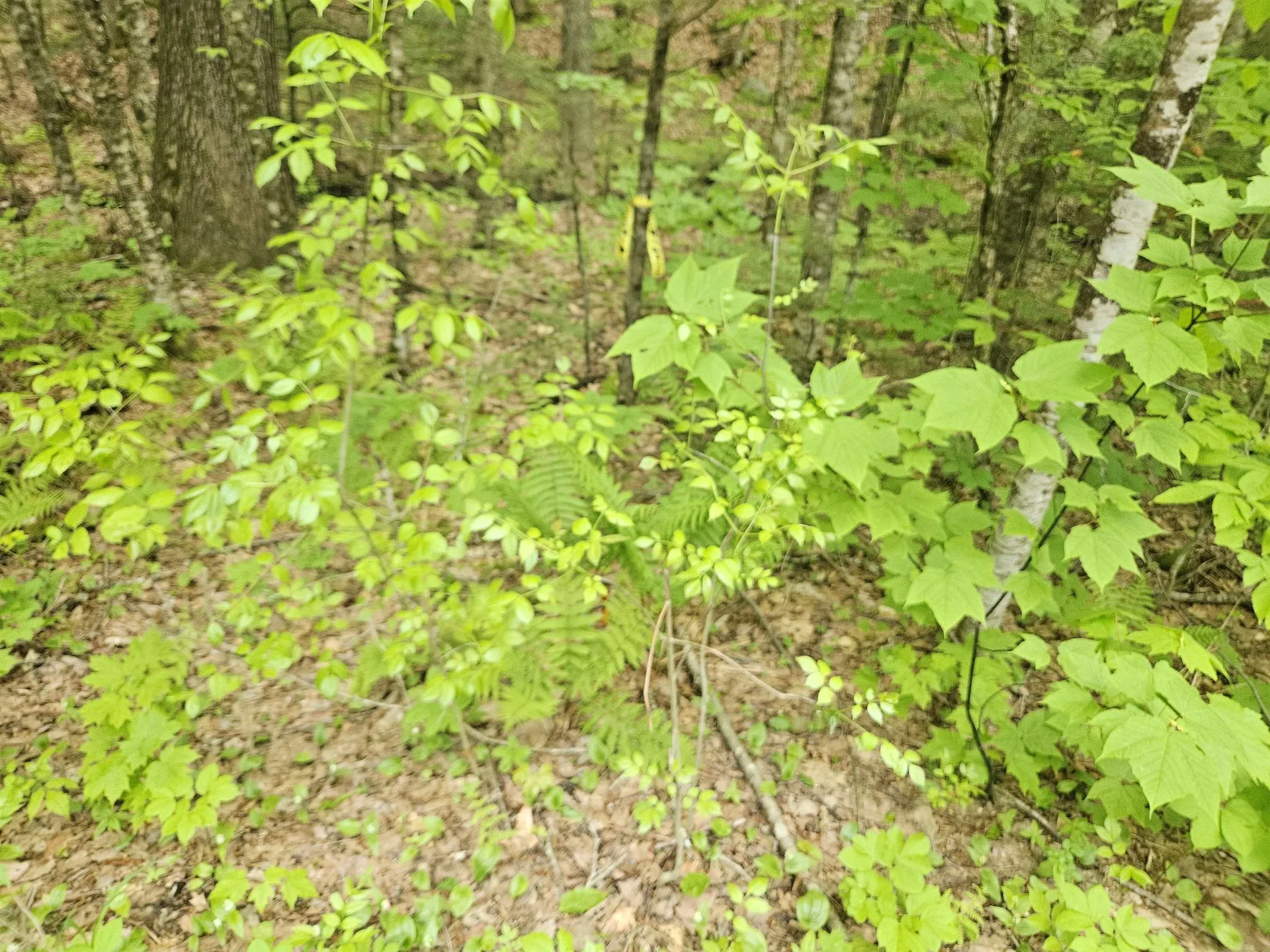 15-4-15 Beaver Brook Road Campton NH 03223