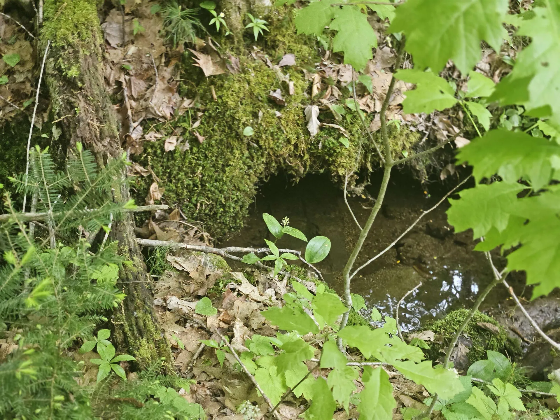 15-4-15 Beaver Brook Road Campton NH 03223