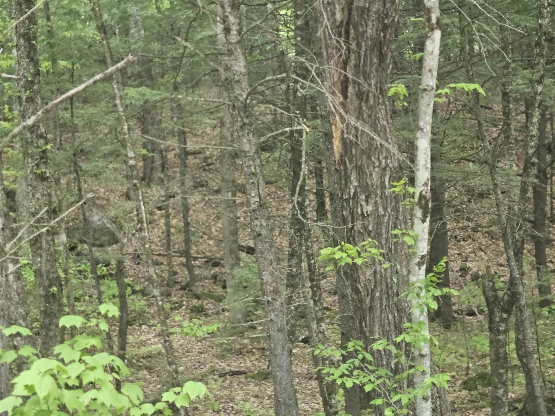 15-4-15 Beaver Brook Road Campton NH 03223