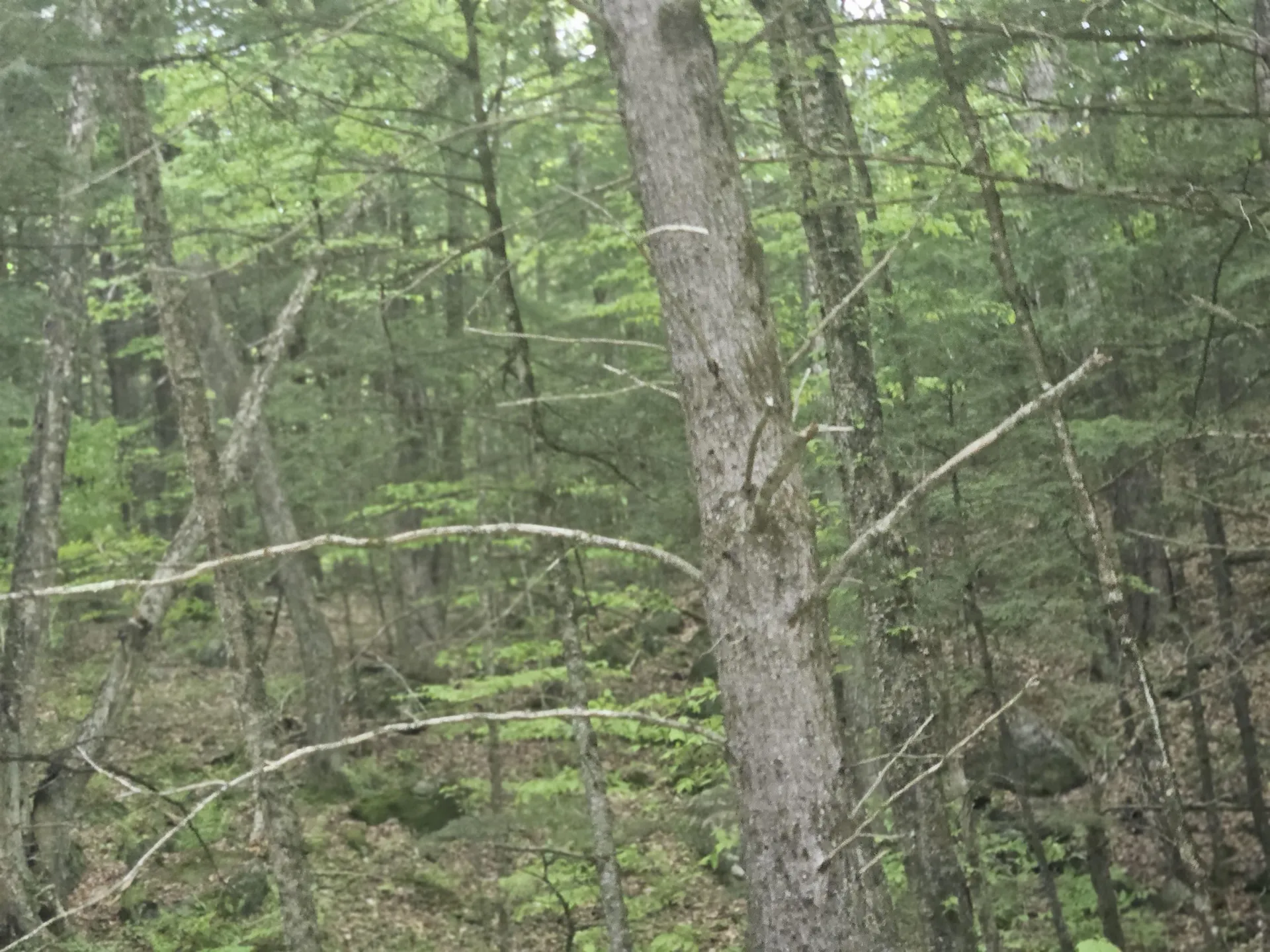 15-4-15 Beaver Brook Road Campton NH 03223