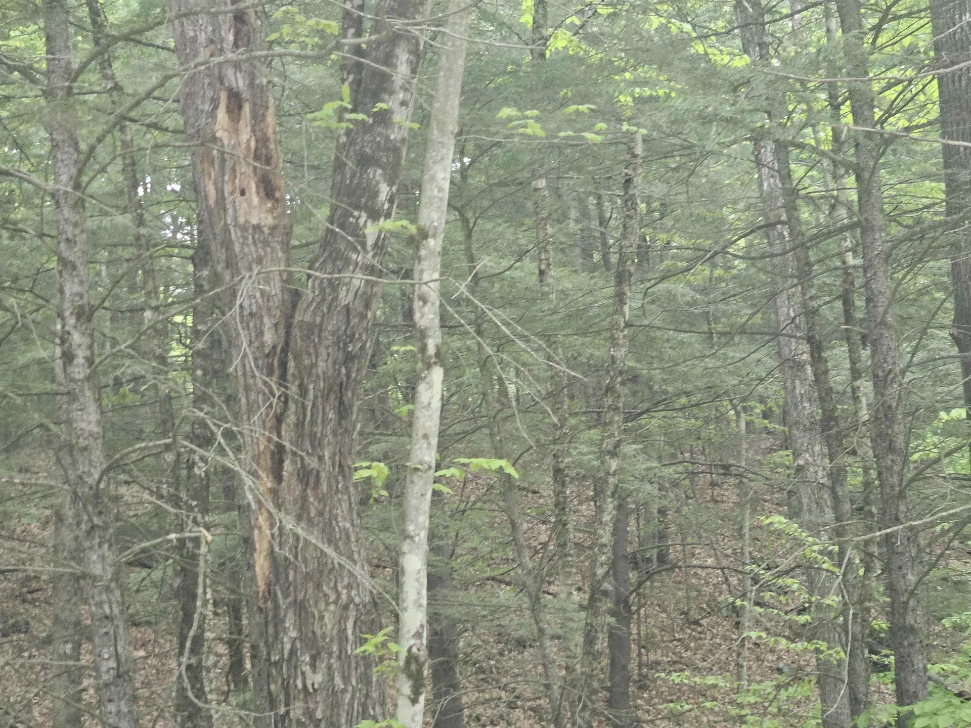 15-4-15 Beaver Brook Road Campton NH 03223