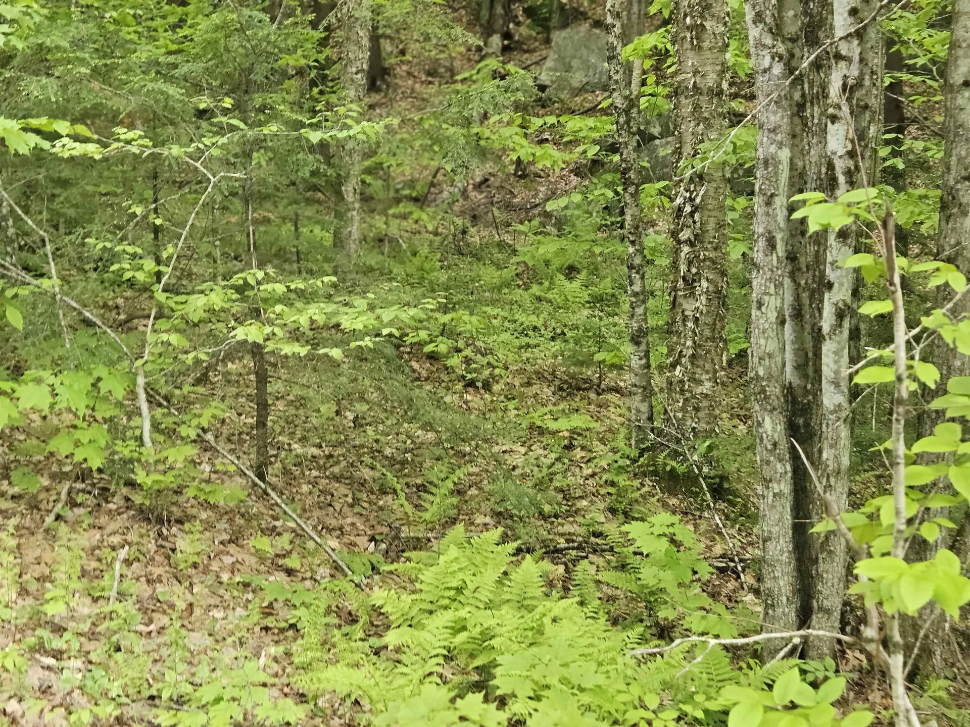 15-4-15 Beaver Brook Road Campton NH 03223