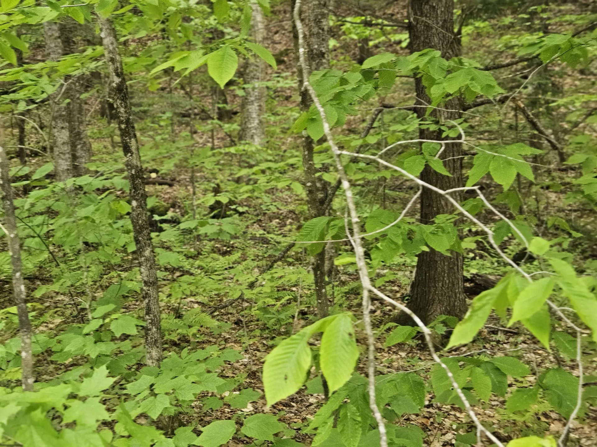 15-4-15 Beaver Brook Road Campton NH 03223