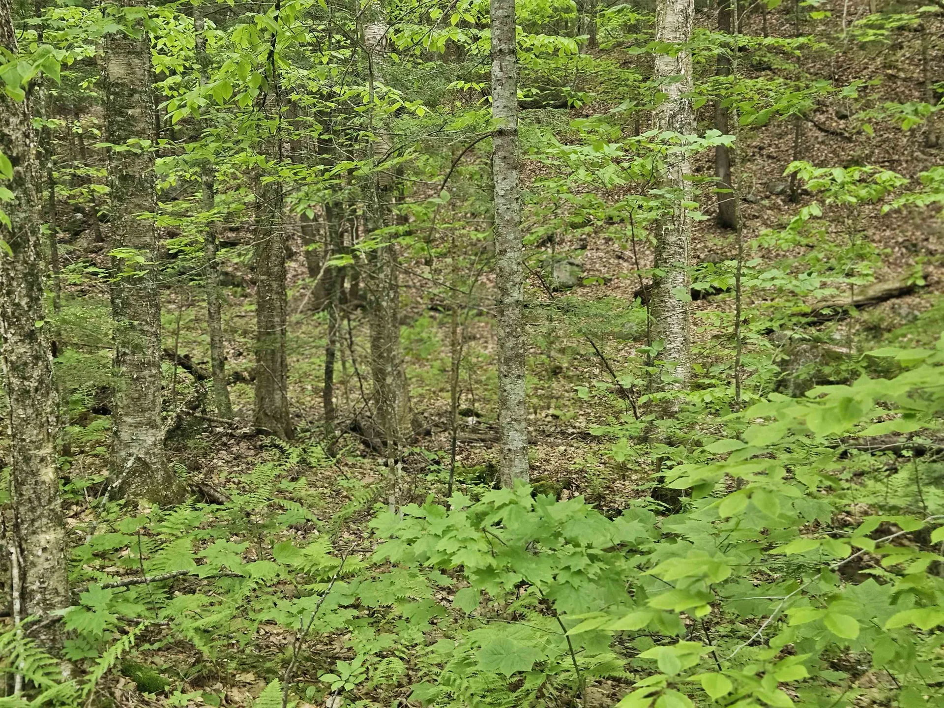 15-4-15 Beaver Brook Road Campton NH 03223