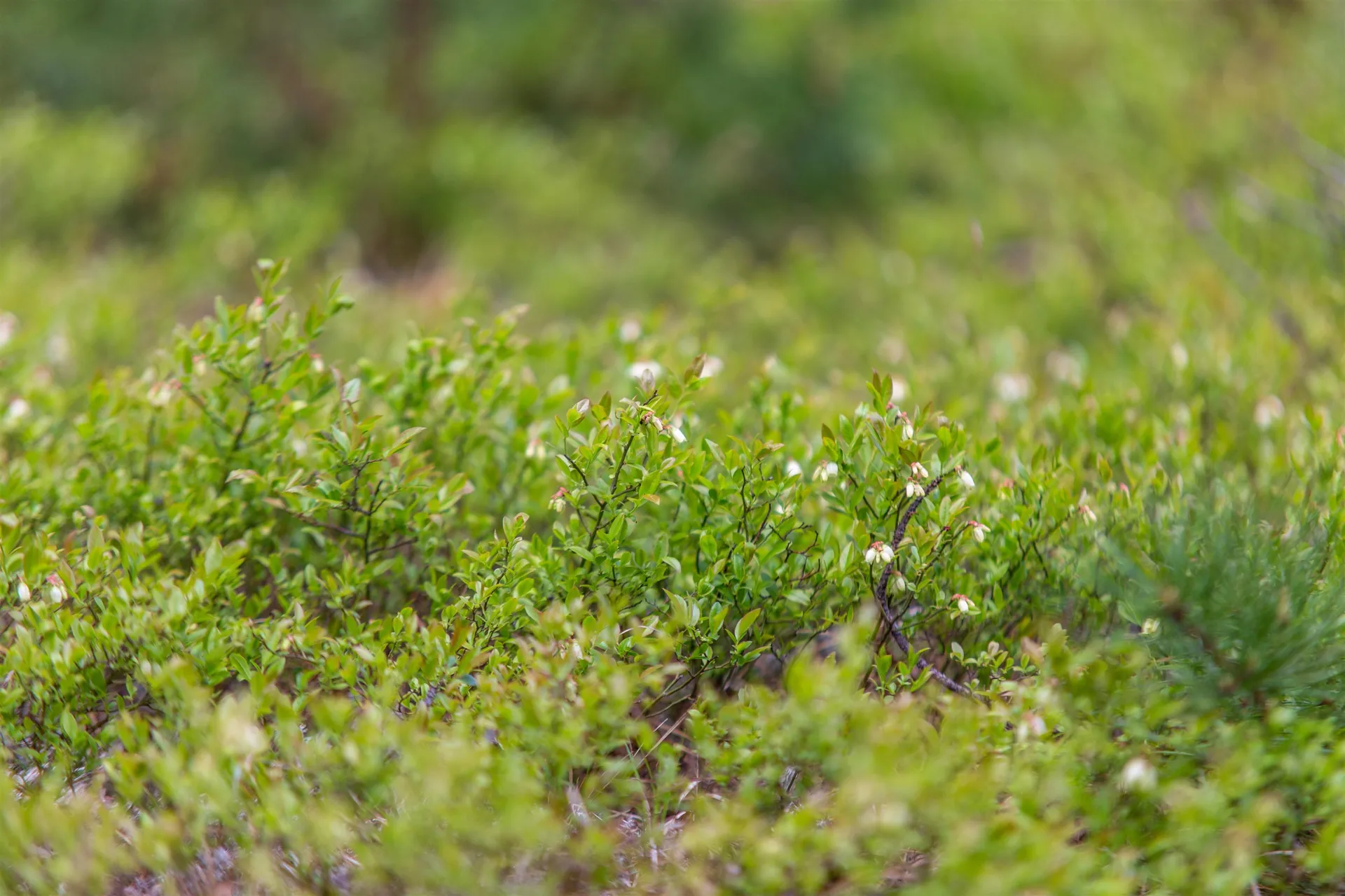 36 Logan Way Ossipee NH 03890