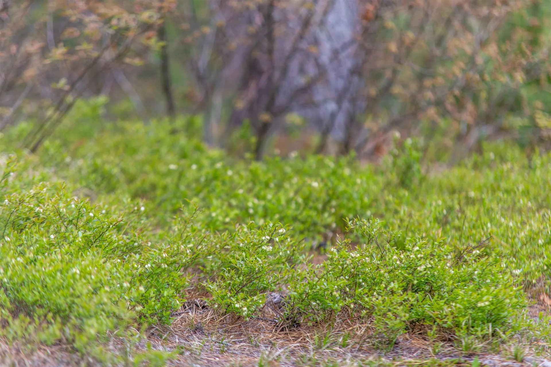 36 Logan Way Ossipee NH 03890