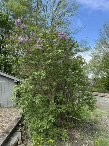 118 Depot Street Cavendish VT 05153