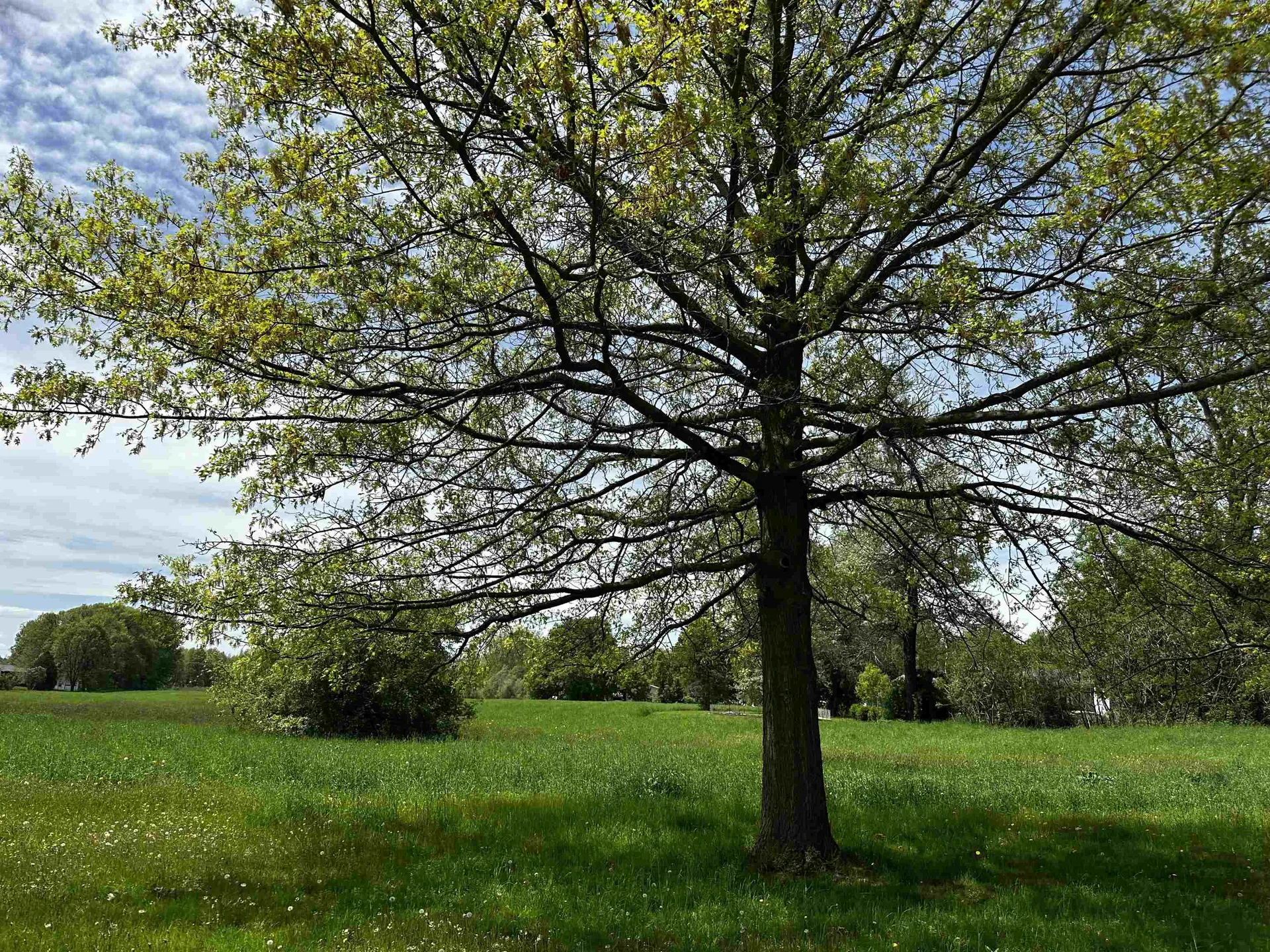 4 Wilmar Street Middlebury VT 05740