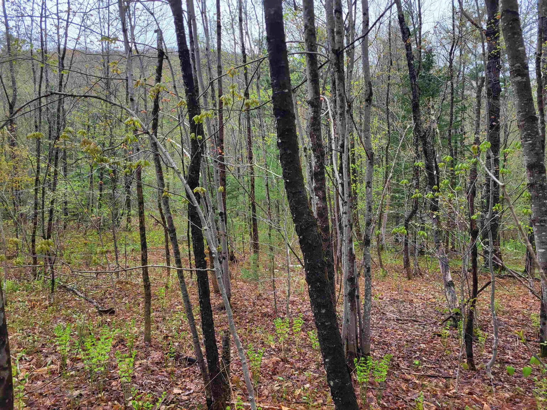 490 River Road Dorchester NH 03266