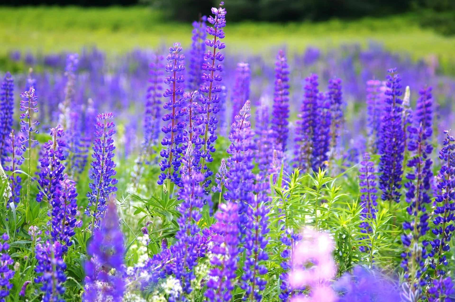 000 Easton Road Franconia NH 03580