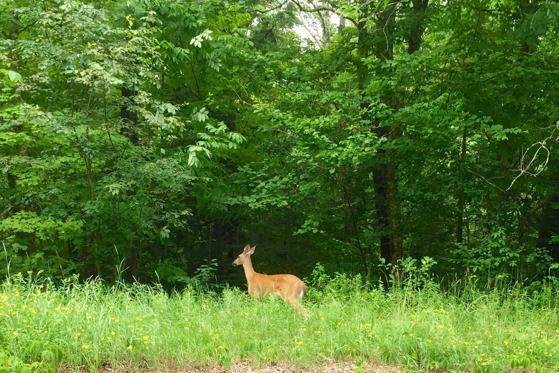00 Easton Road Franconia NH 03580
