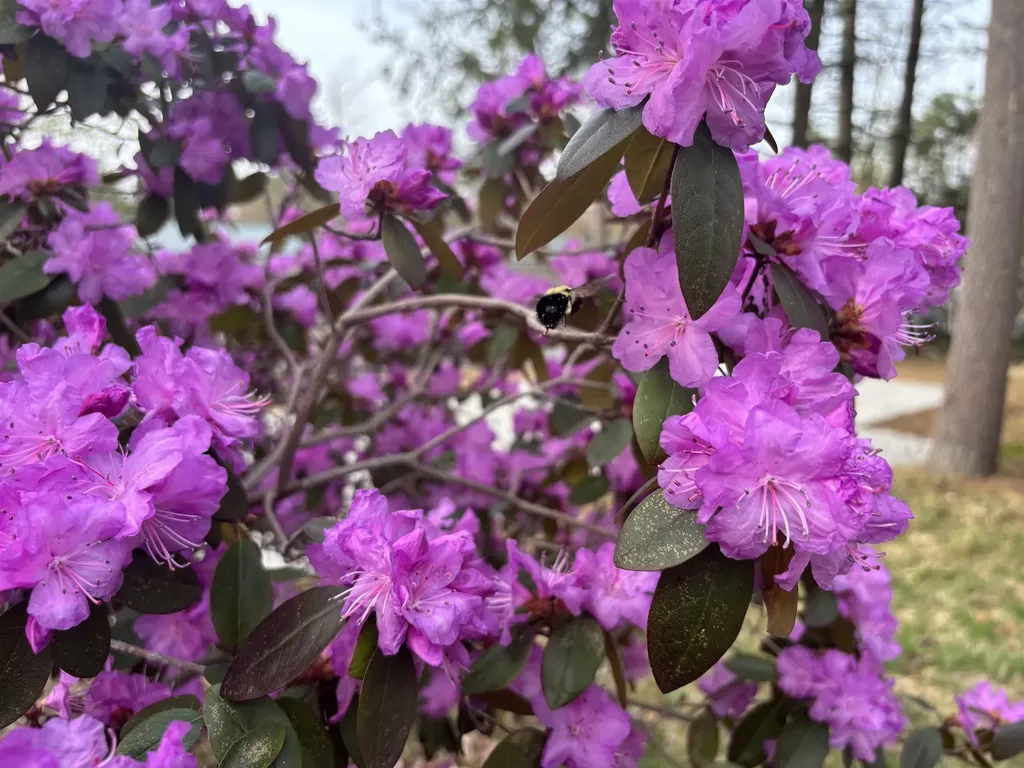 19 Blue Jay Court Keene NH 03431