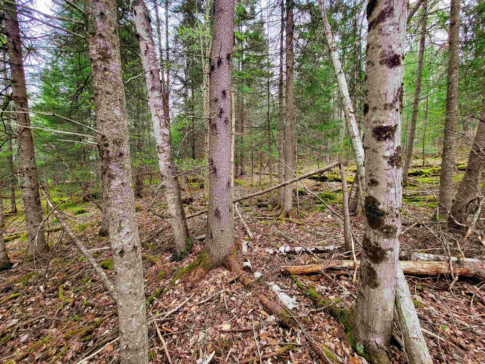 855 Campbell Road Waterford VT 05819