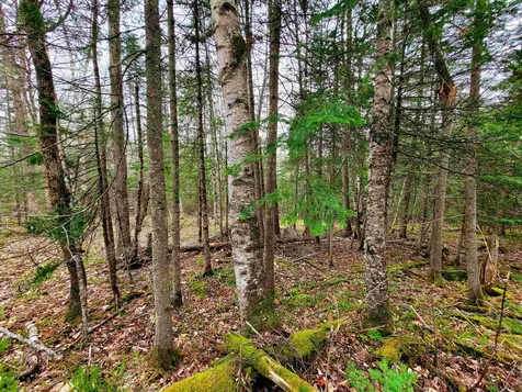 855 Campbell Road Waterford VT 05819