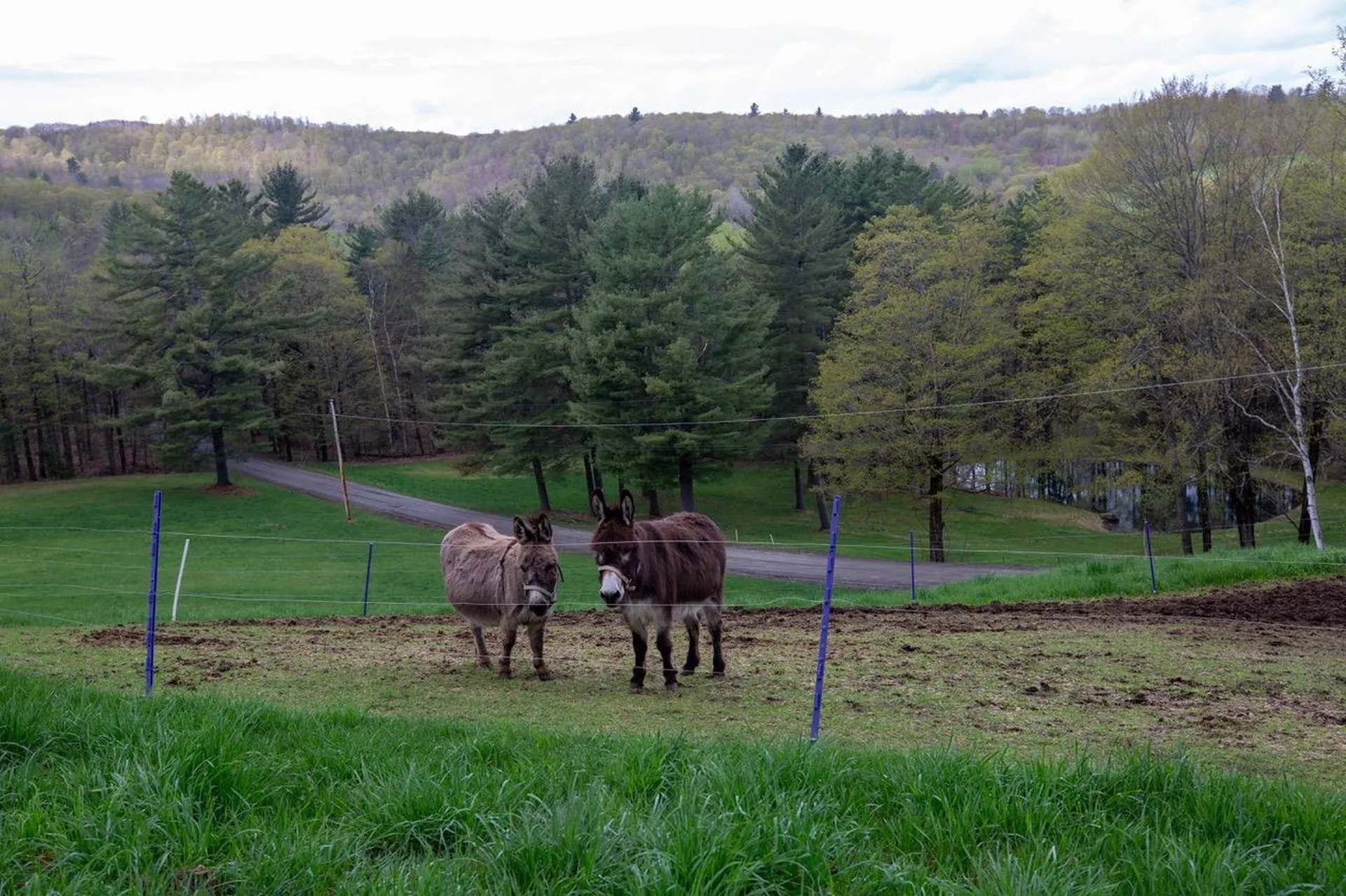 1605 Kingdom Road Vershire VT 05079