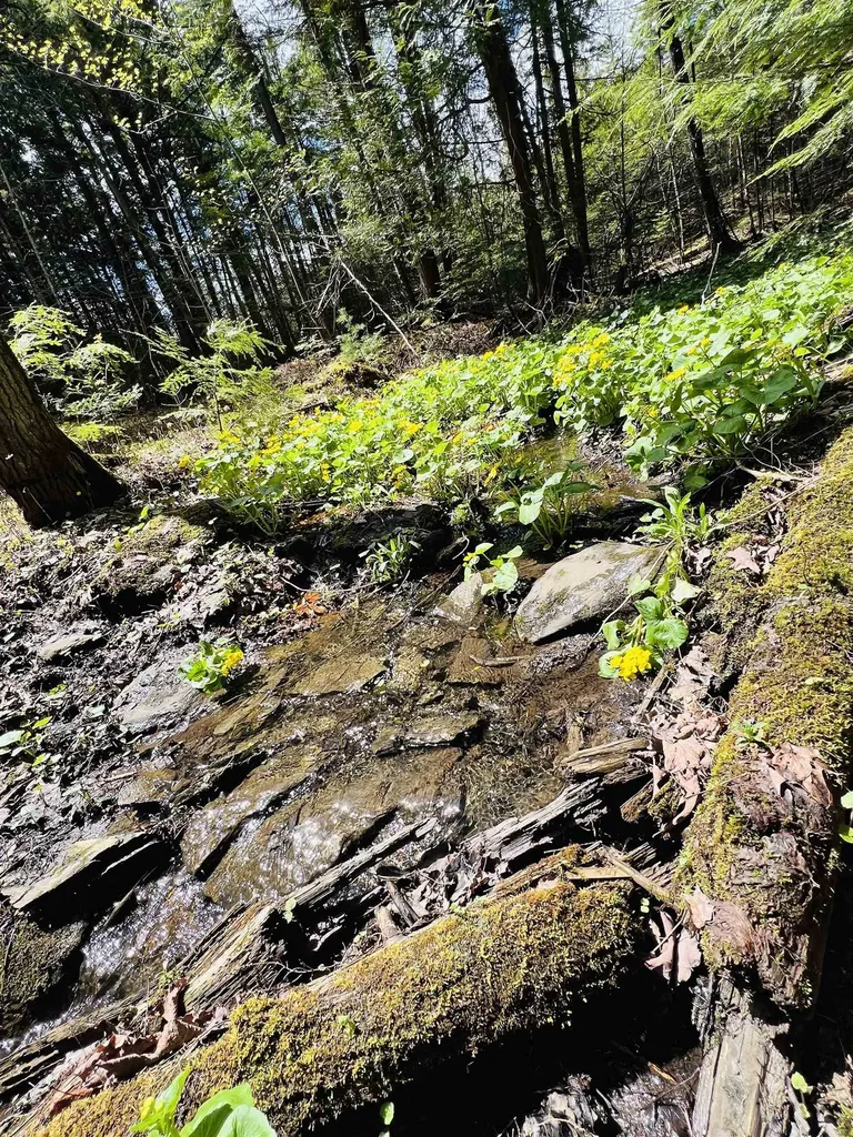 322 Coffin Road St. Johnsbury VT 05819