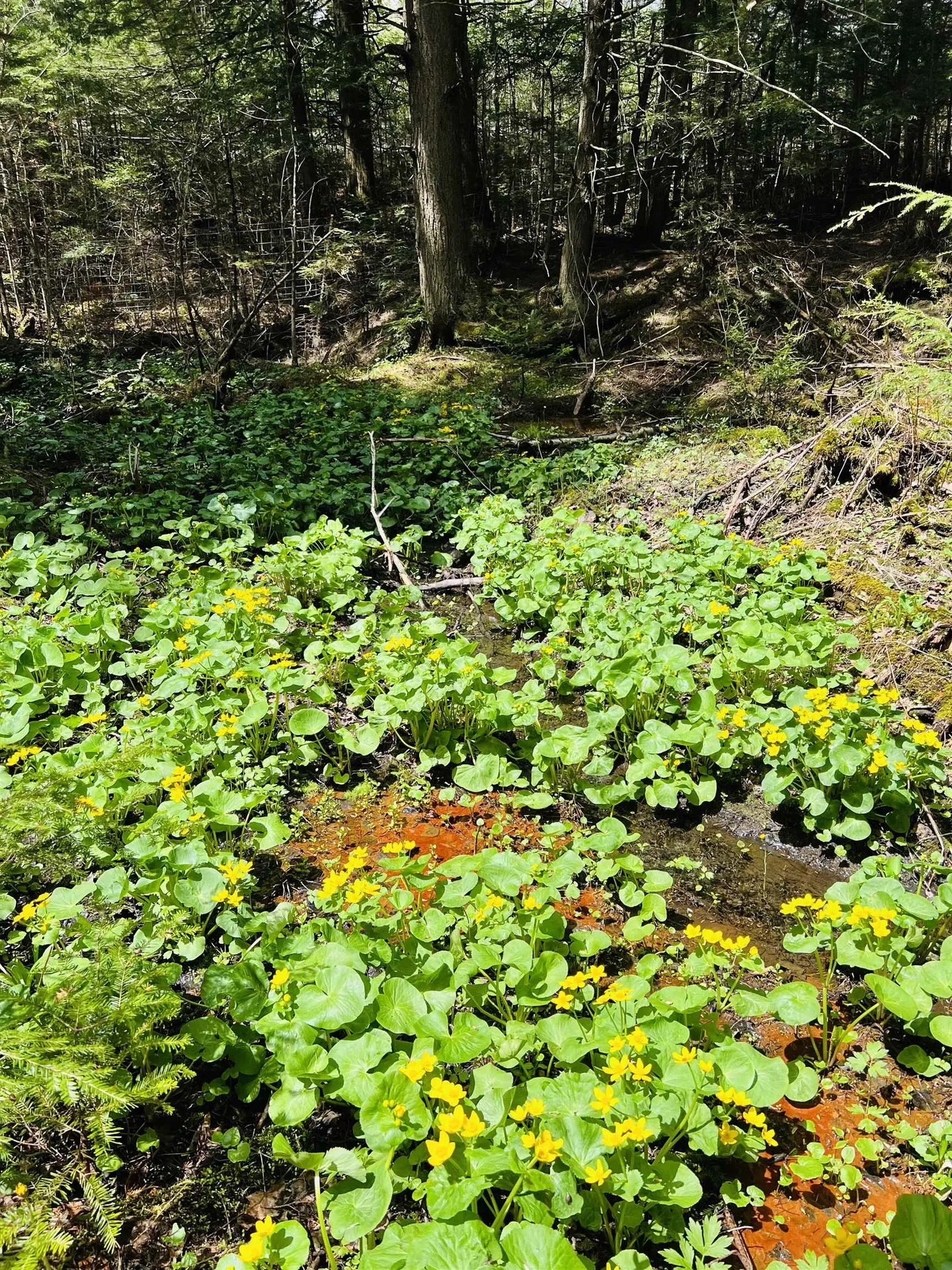 322 Coffin Road St. Johnsbury VT 05819