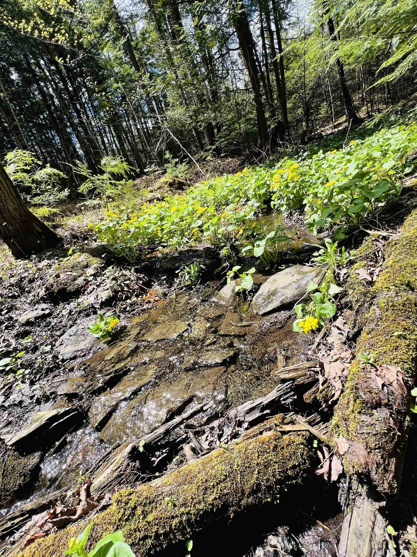 322 Coffin Road St. Johnsbury VT 05819