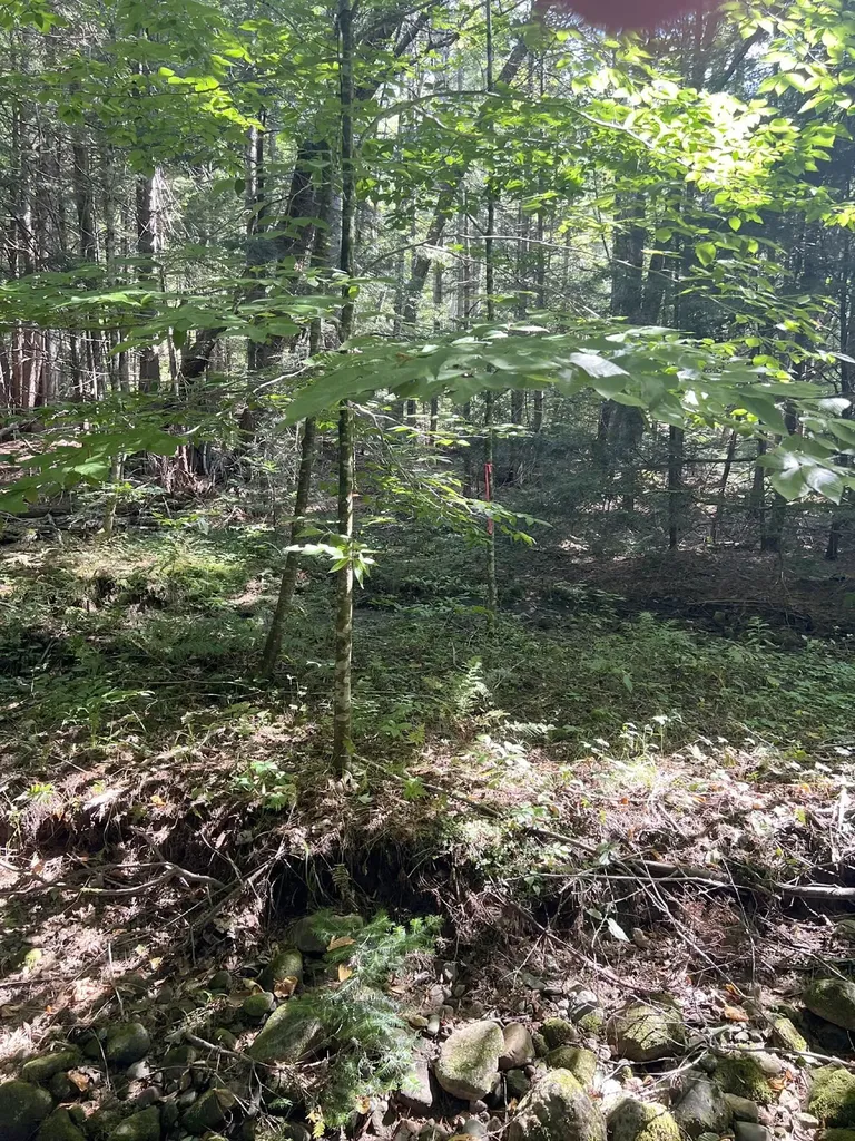 4 Plaisted Road Campton NH 03223