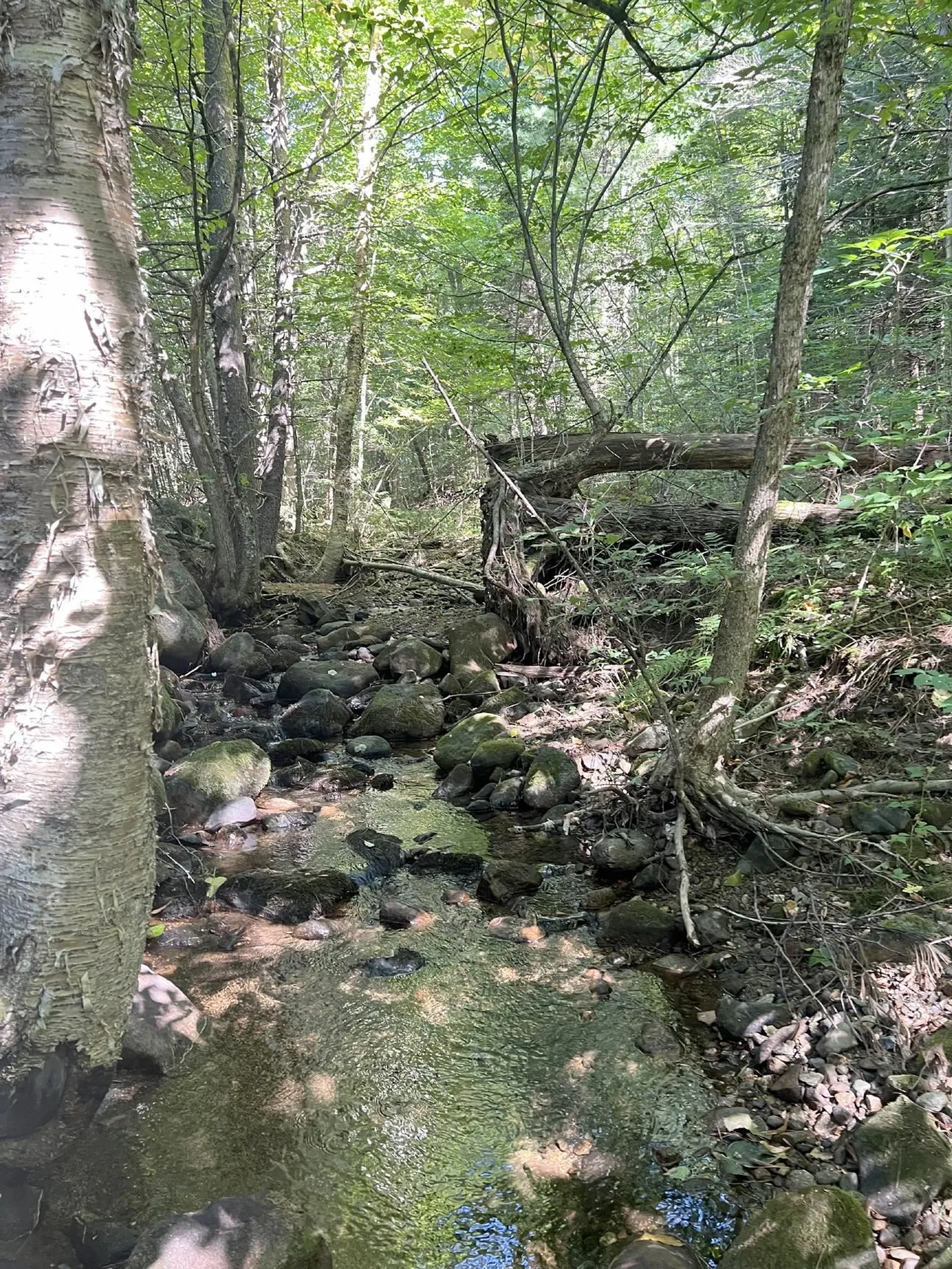 4 Plaisted Road Campton NH 03223