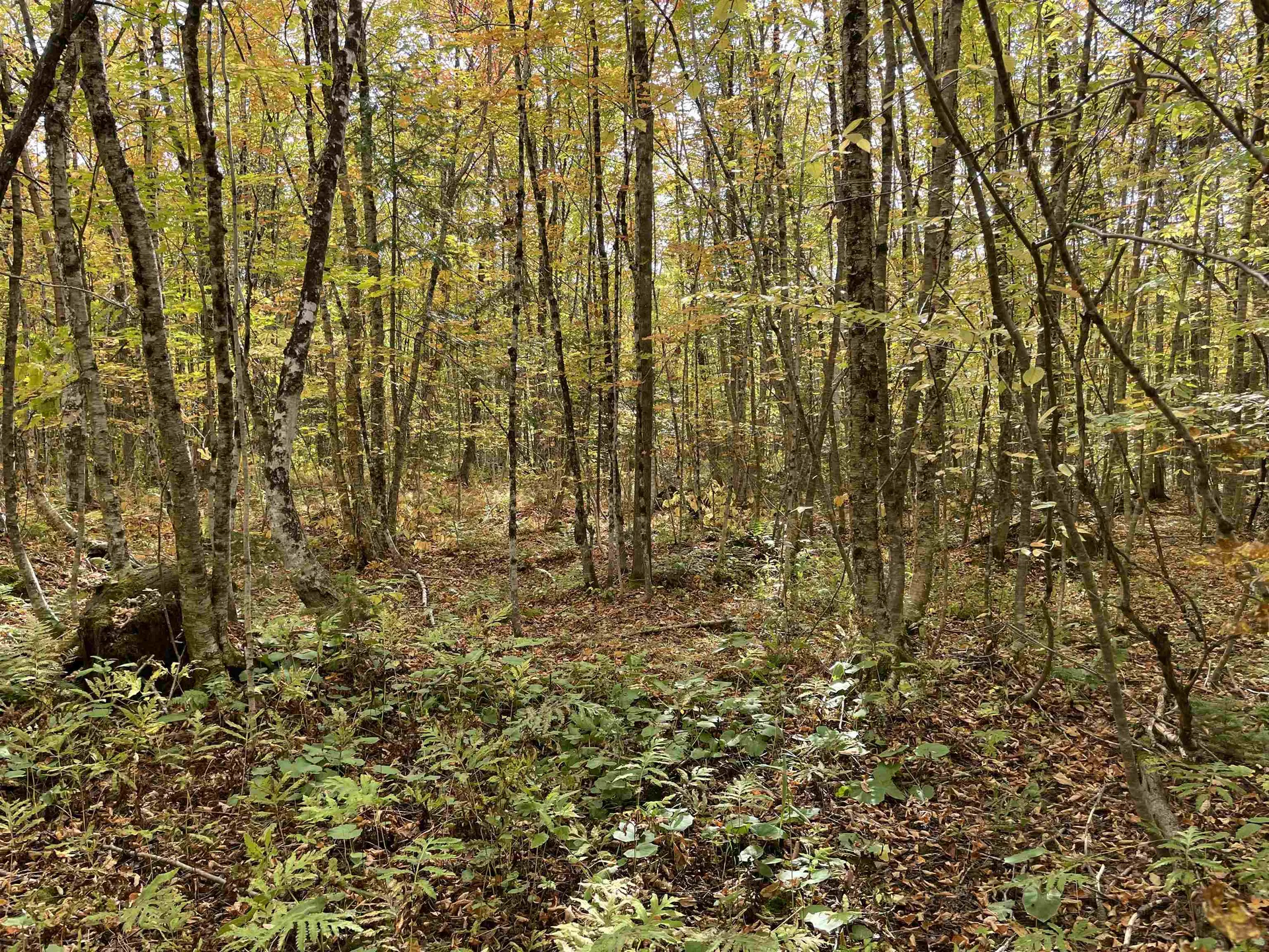 2319 East Hill Road Woodbury VT 05681