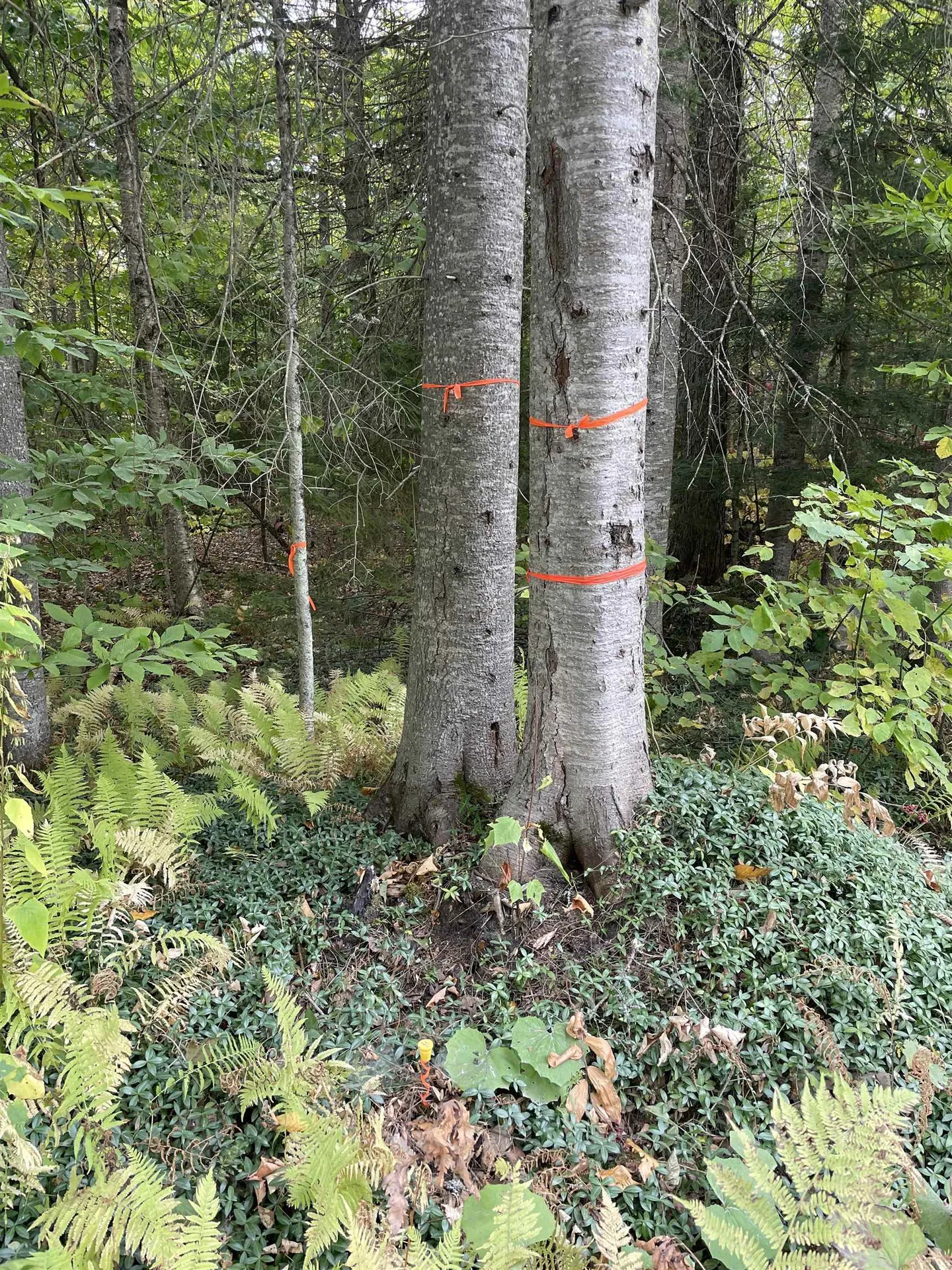 2319 East Hill Road Woodbury VT 05681