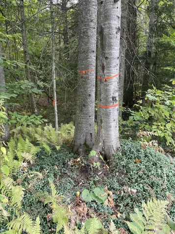 2319 East Hill Road Woodbury VT 05681