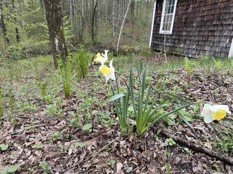 35 Stevens Road Cavendish VT 05142