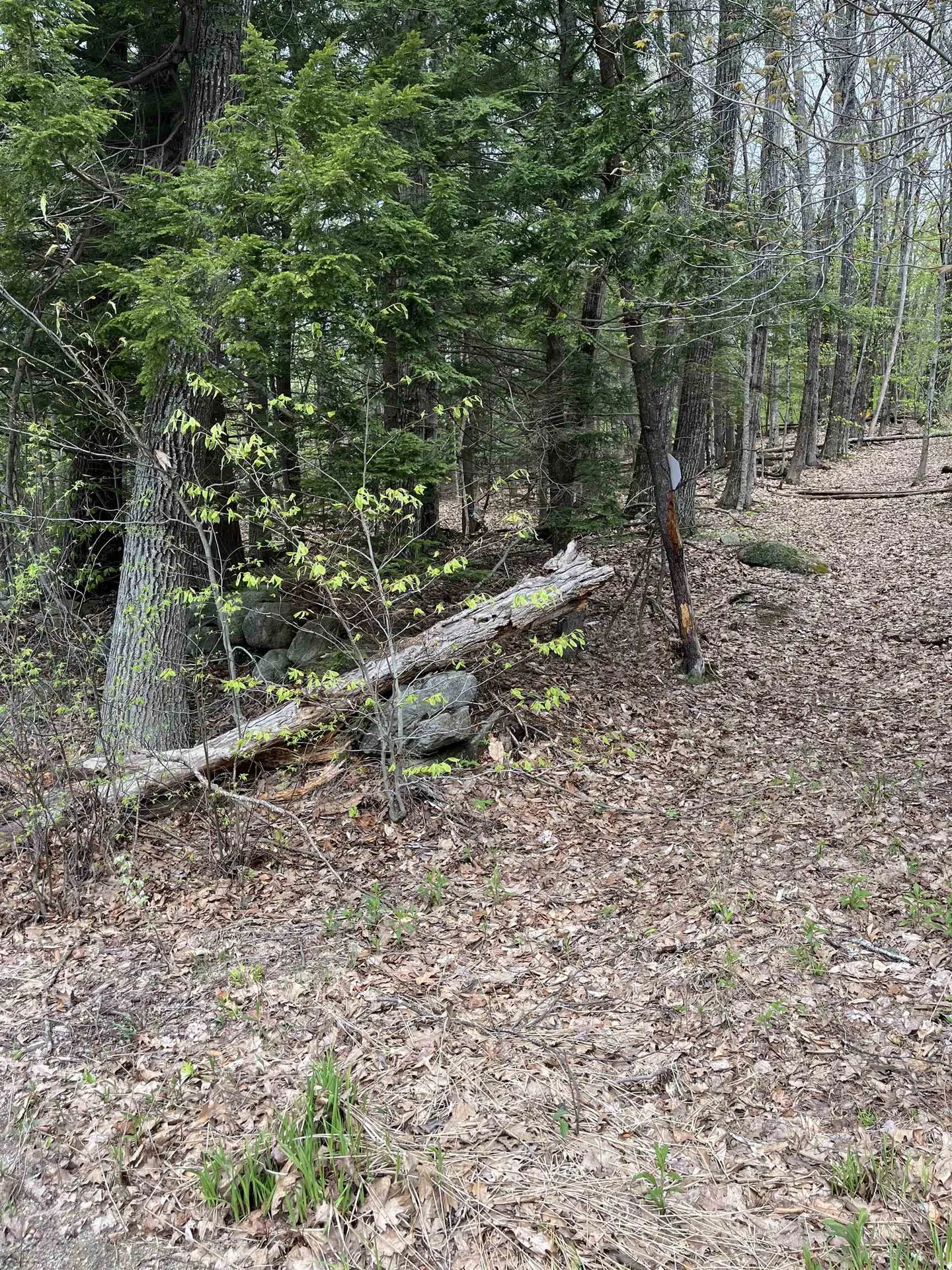 Lot 81 Plumer Hill Road Alexandria NH 03222