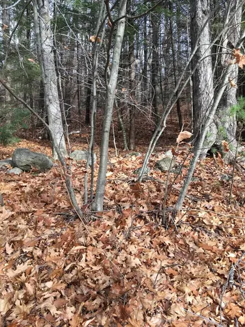 Lot 81 Plumer Hill Road Alexandria NH 03222