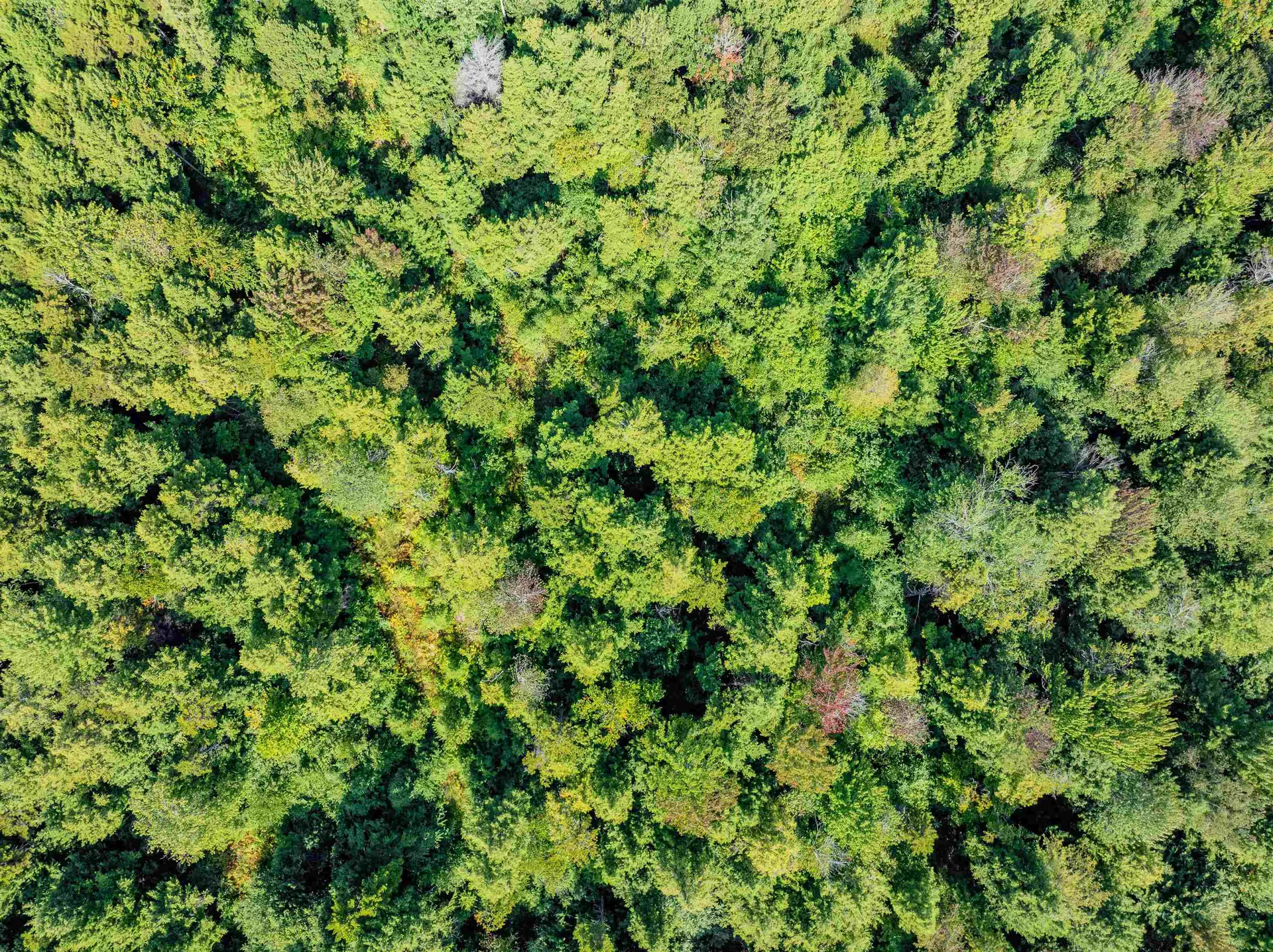 274 Deerfield Hills Road Morristown VT 05661