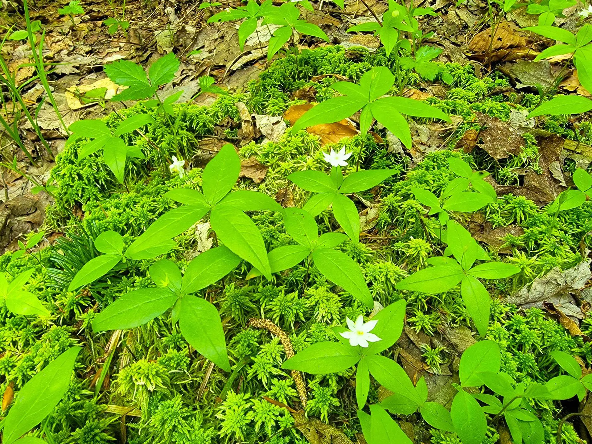 280 Gorham Hill Road Gorham NH 03581