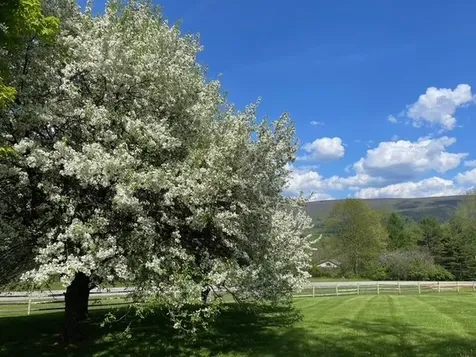 693 Longview Drive Manchester VT 05254