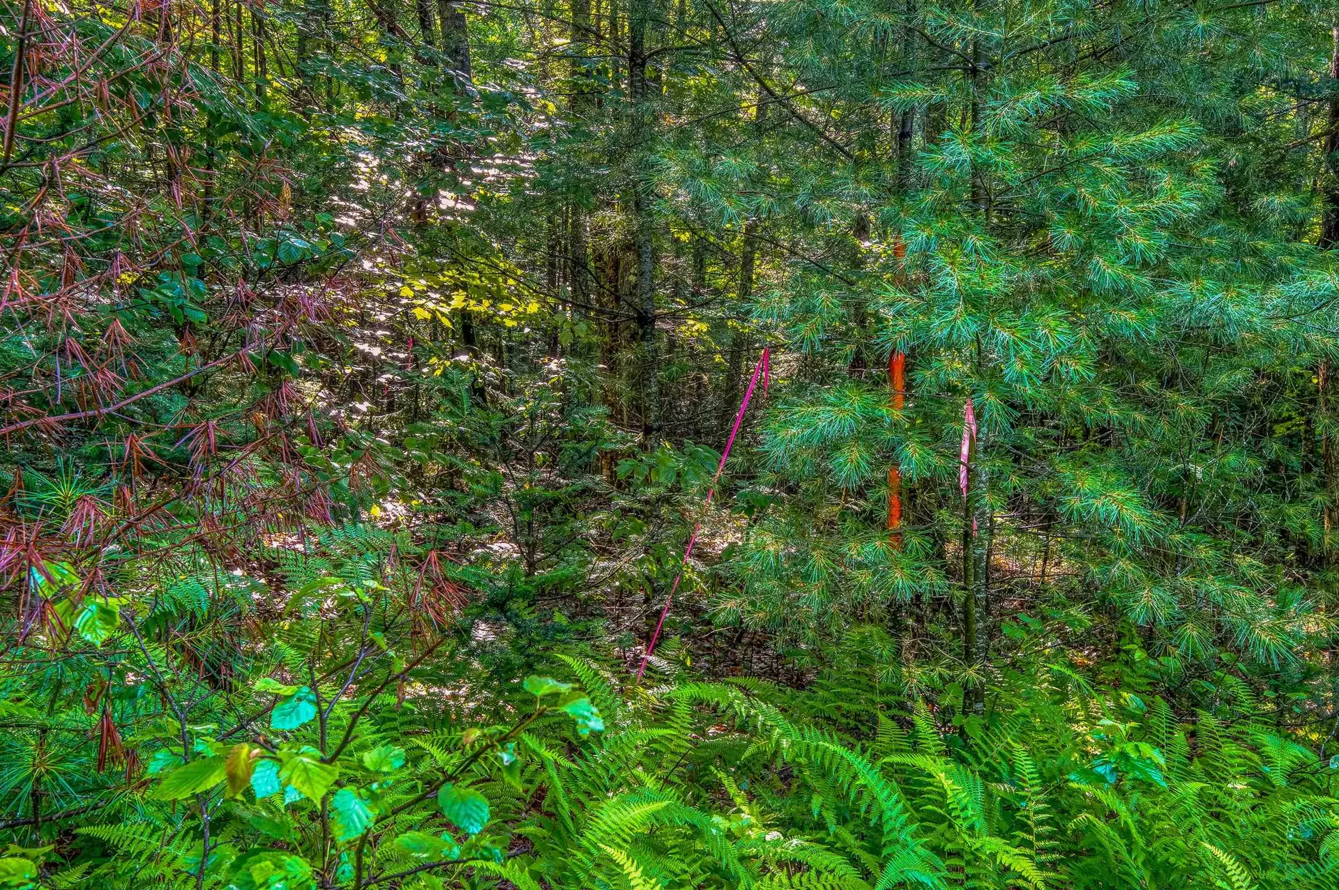 38 F Lang Road Bath NH 03740