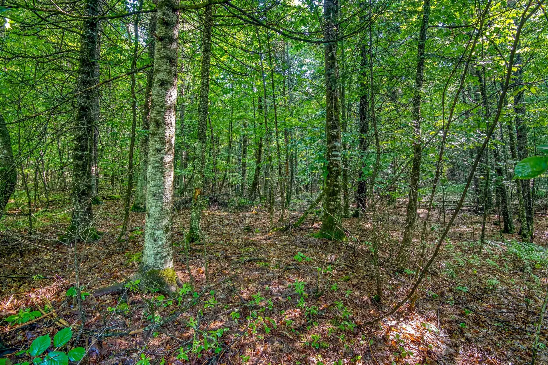 38 F Lang Road Bath NH 03740