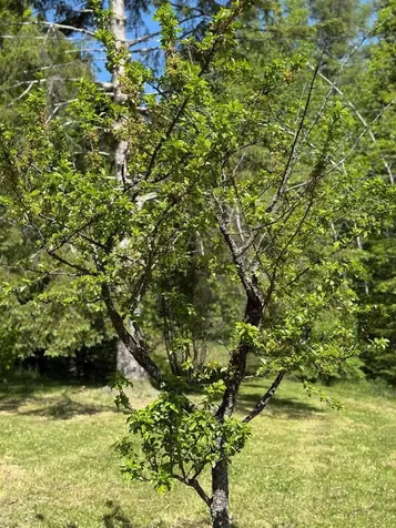 590 Blodgett Road Cabot VT 05647