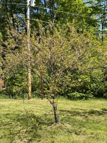 590 Blodgett Road Cabot VT 05647