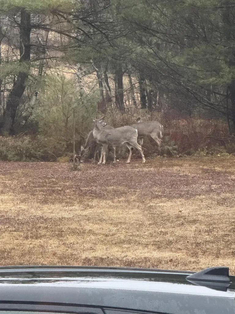 68 Bowen School Road Deering NH 03244