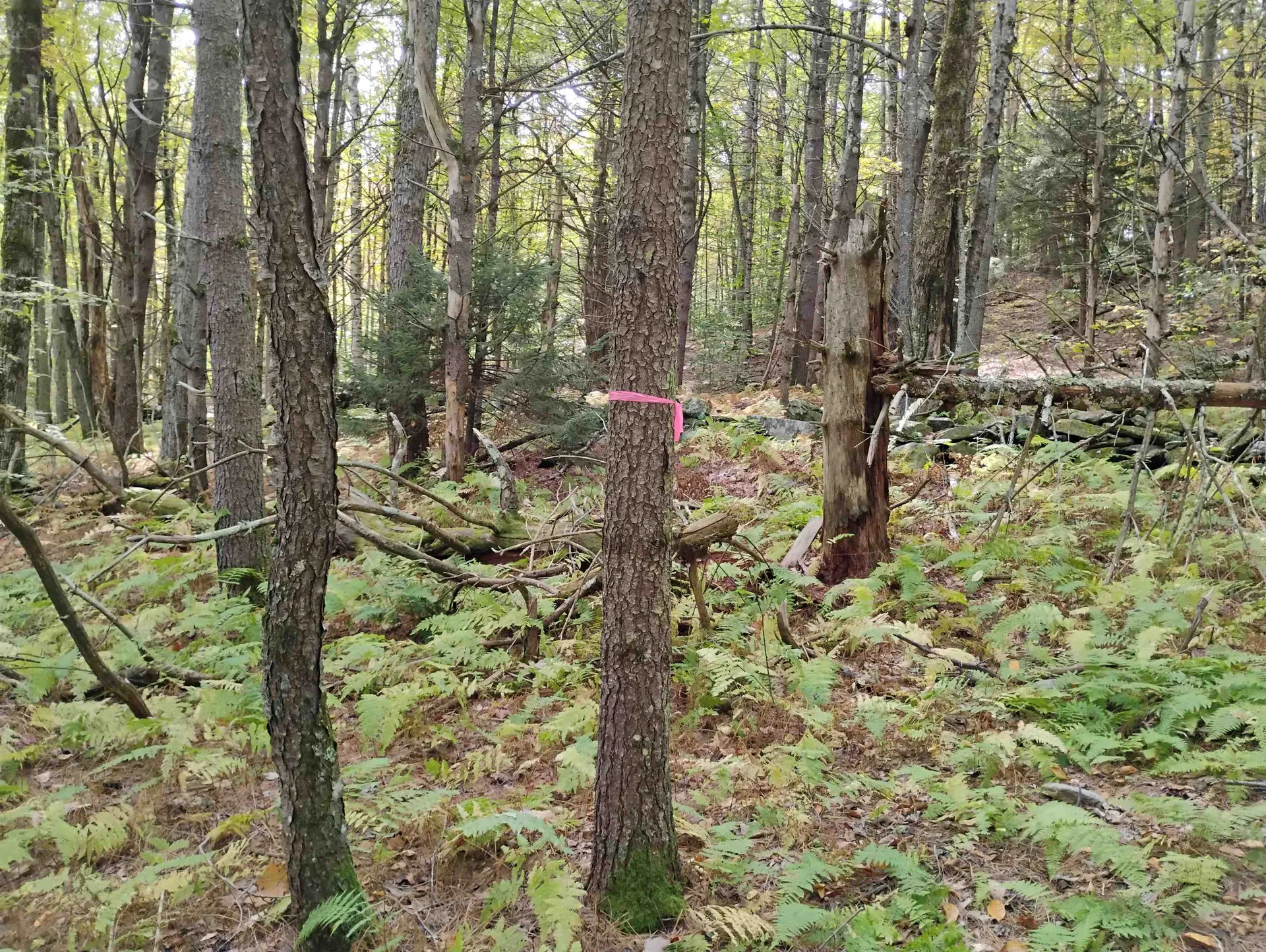 0 Banning Road Putney VT 05346