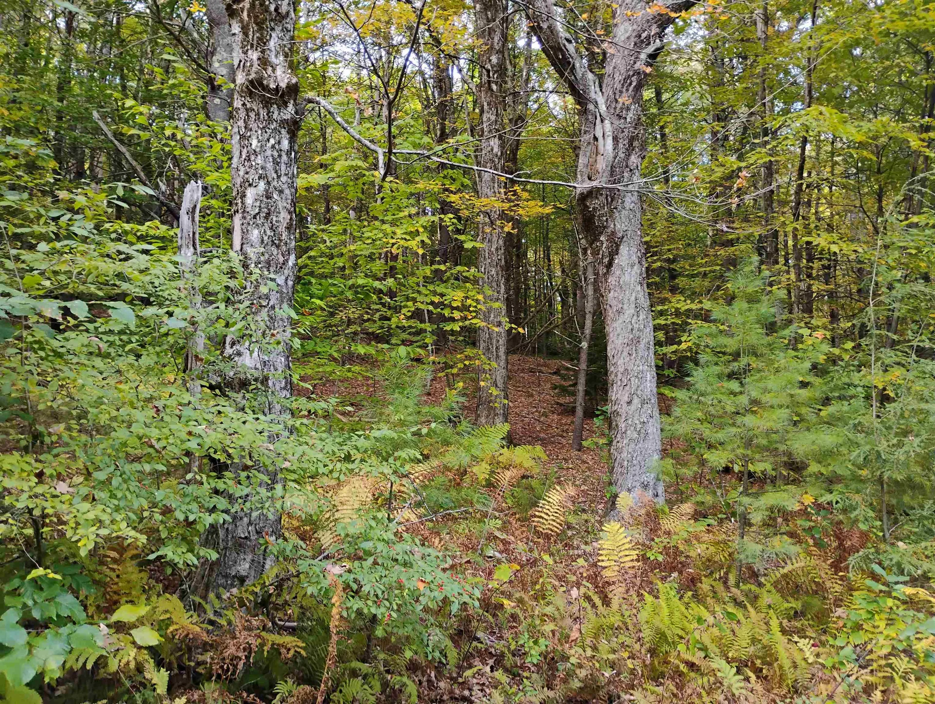 0 Banning Road Putney VT 05346