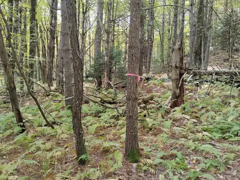 0 Banning Road Putney VT 05346