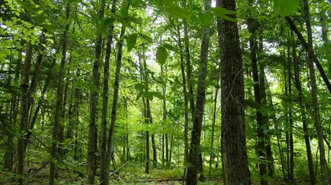 Map 219 Lot 6-8 Ridge Road Northwood NH 03261