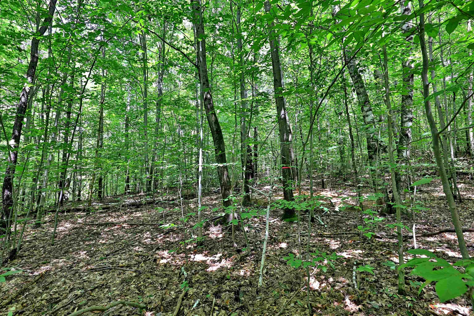 00 White Pine Hill Mendon VT 05701