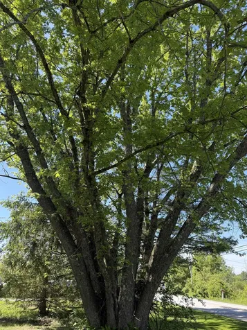 782 North Street Wells VT 05774